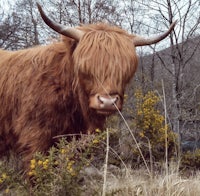 a brown highland cow standing in a field