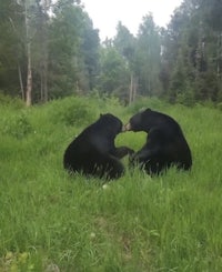 two black bears are sitting in a grassy area