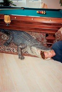 a man laying on the floor next to a pool table with a crocodile