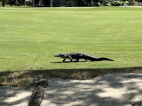 an alligator walking in the grass near a golf course