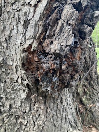 a close up of a tree trunk with a black stain